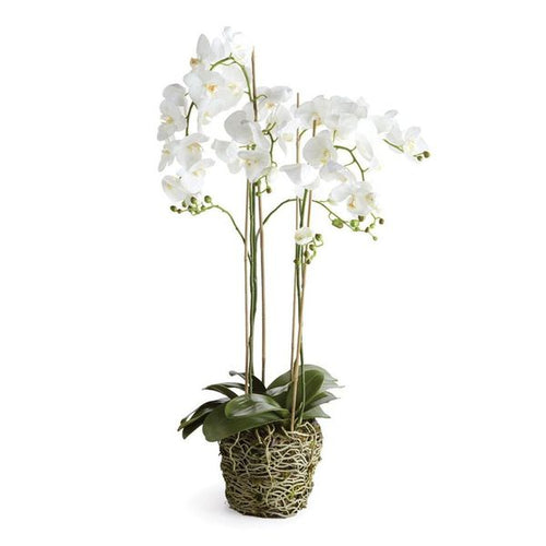 Phalaenopsis Orchid Drop In 44"