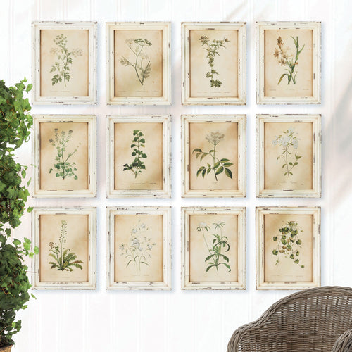 Framed Wild Flower Botanical Prints, Set Of 12