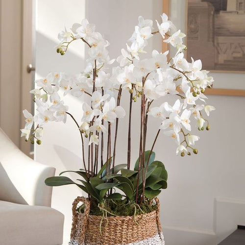 Phalaenopsis Orchid Drop In 36"