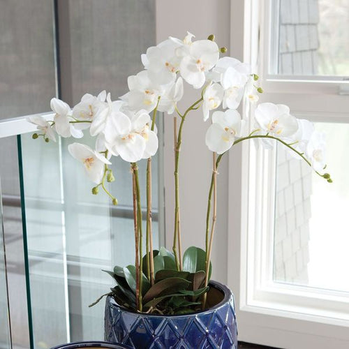 Phalaenopsis Orchid Bowl Drop In 25"