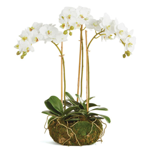 Phalaenopsis Orchid Mini Garden Drop In 16"