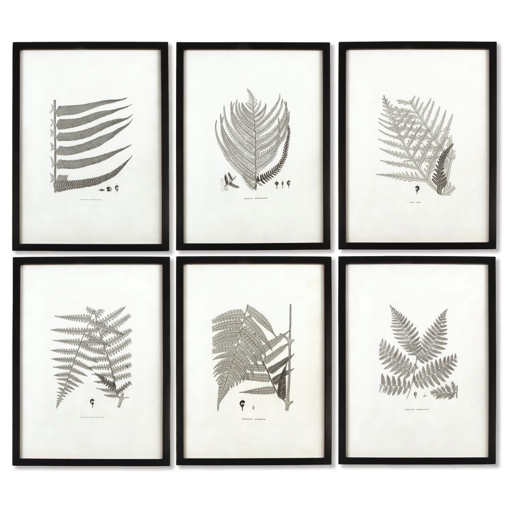 Framed Gray Tone Fern Prints, Set Of 6