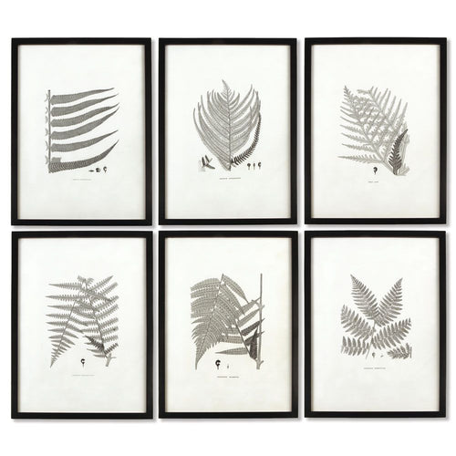 Framed Gray Tone Fern Prints, Set Of 6