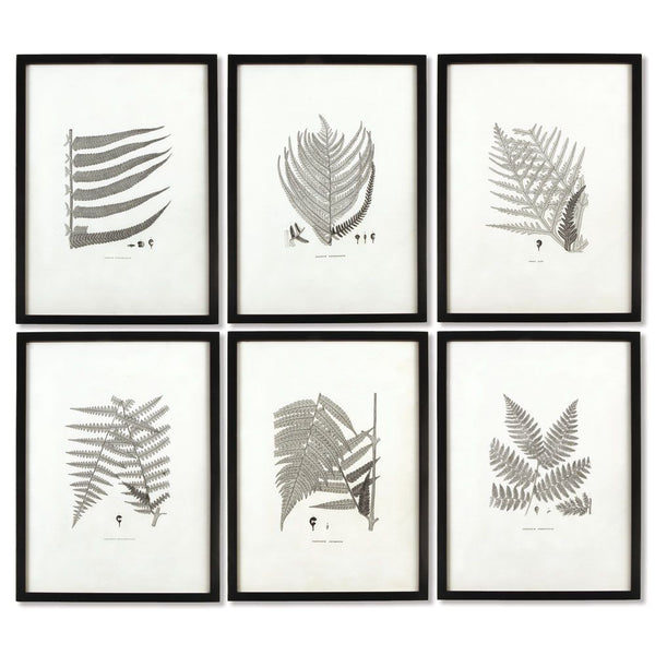 Framed Gray Tone Fern Prints, Set Of 6