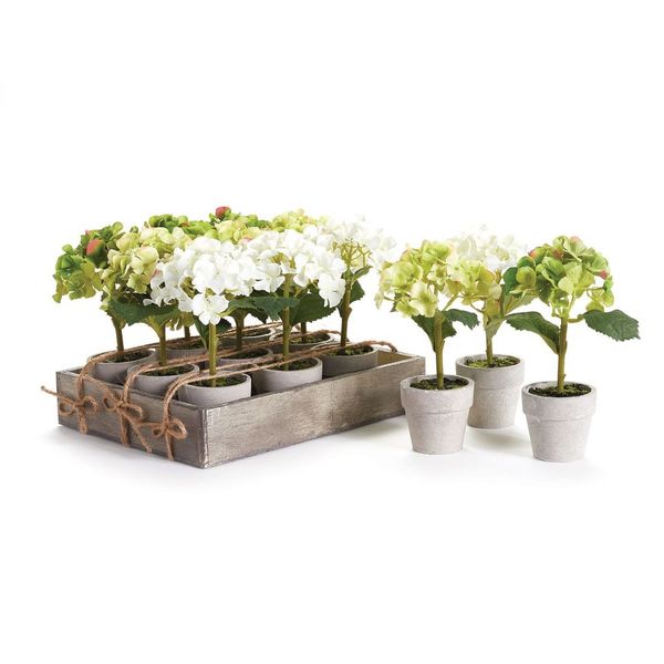 Mini Hydrangea Potted  Set Of 12