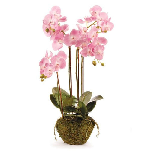 Phalaenopsis Orchid Drop In 30"