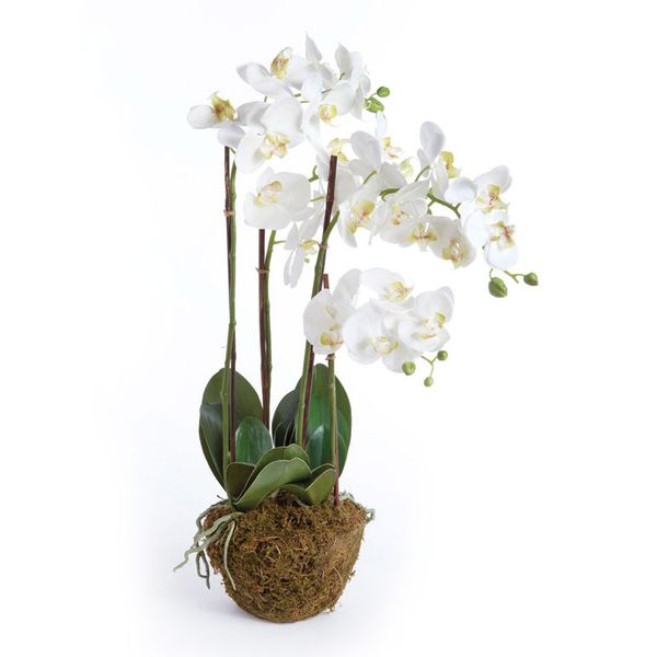 Phalaenopsis Orchid Drop In 30"