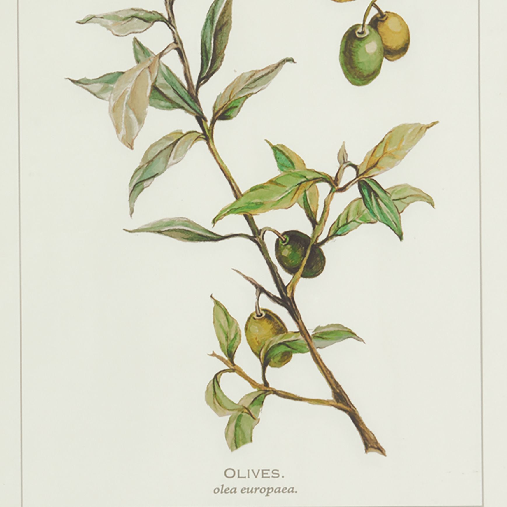 Framed Olive Leaf Botanical Prints, Set Of 4