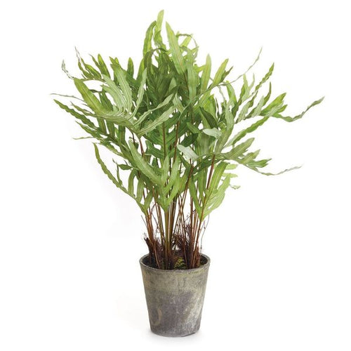 Hare's Foot Fern Potted 36"
