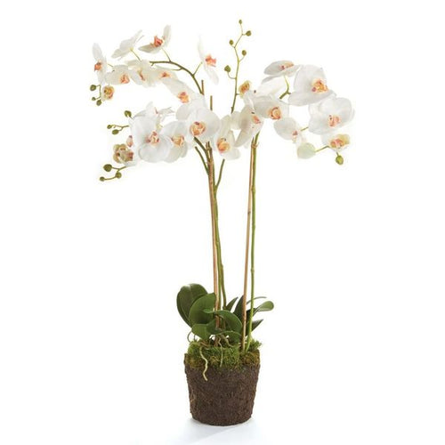 Phalaenopsis Orchid Drop In 31"