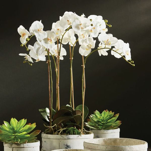 Phalaenopsis Orchid Bowl Drop In 25"