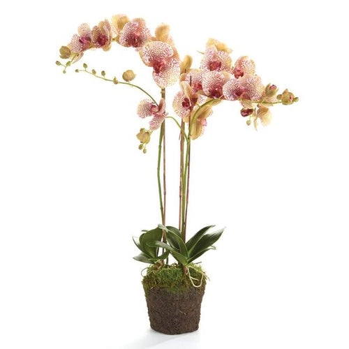 Phalaenopsis Orchid Drop In 32"