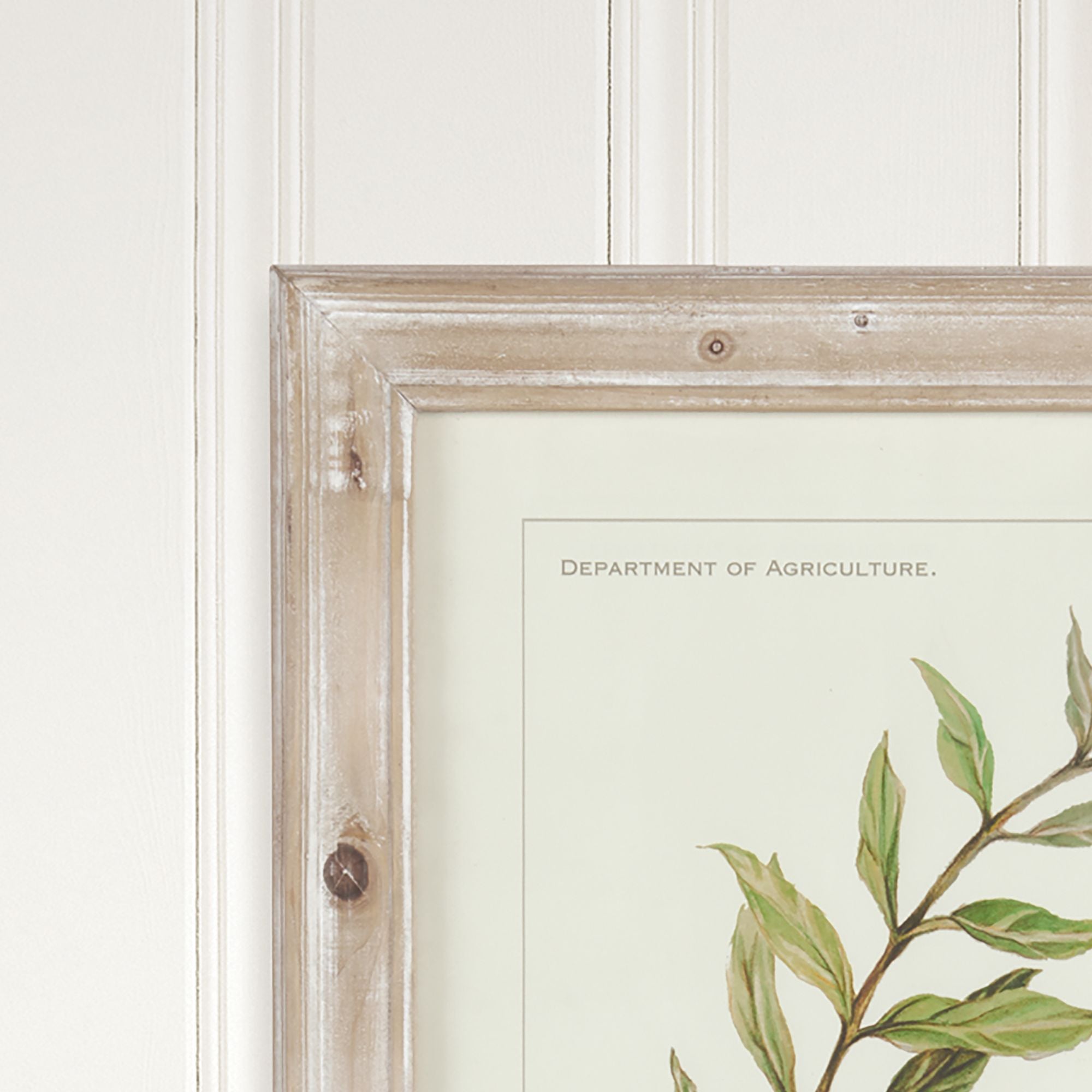 Framed Olive Leaf Botanical Prints, Set Of 4