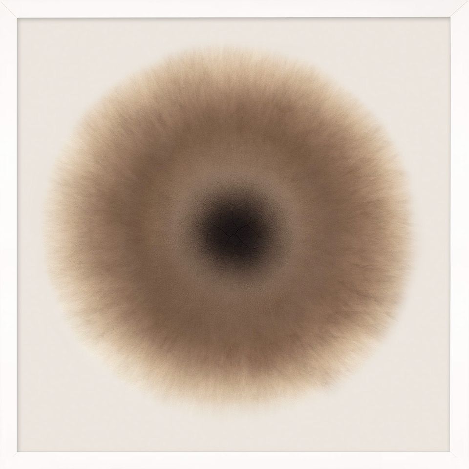 Natural Curiosities Fire Eyes 1