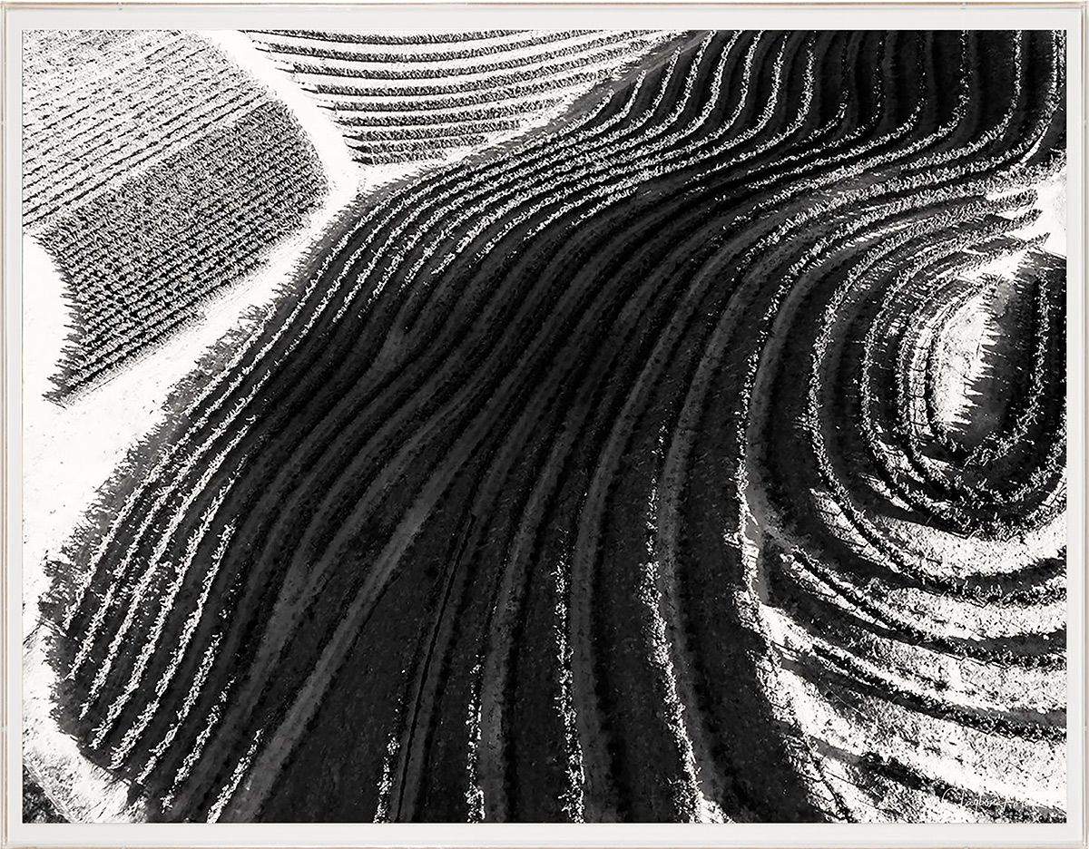 Natural Curiosities Folden Napa No. 1 Art