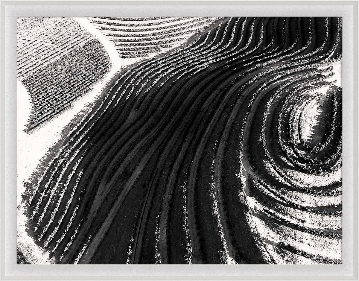 Natural Curiosities Folden Napa No. 1 Art