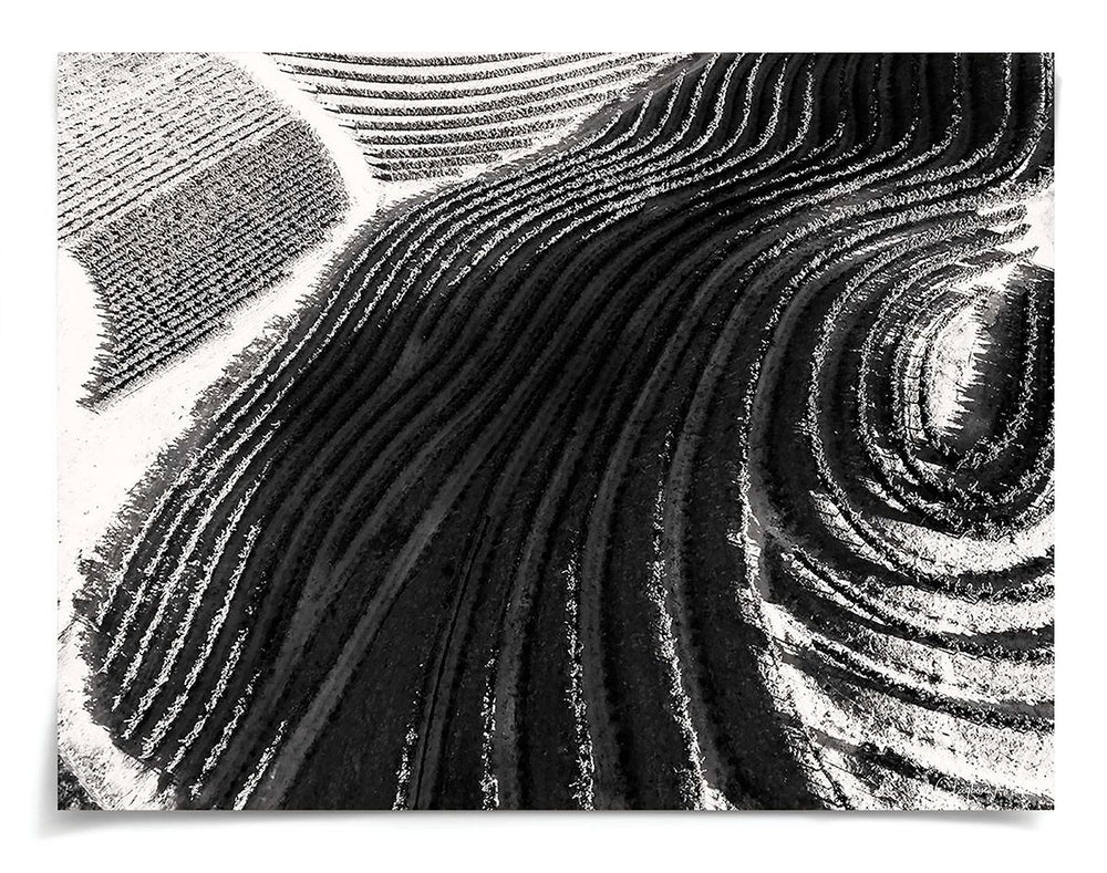 Natural Curiosities Folden Napa No. 1 Art