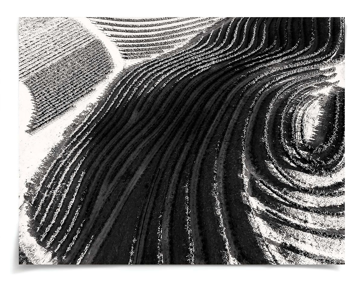 Natural Curiosities Folden Napa No. 1 Art