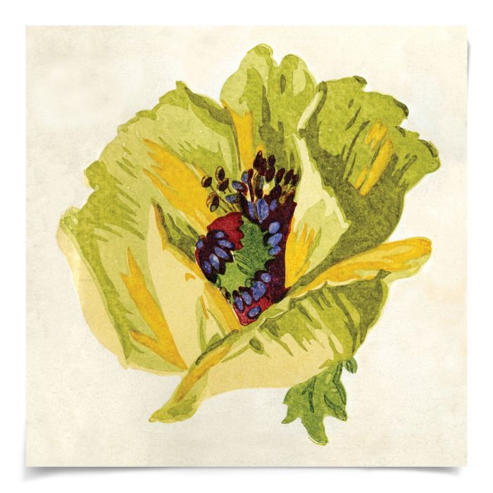 Natural Curiosities Pignier Flowerhead Art