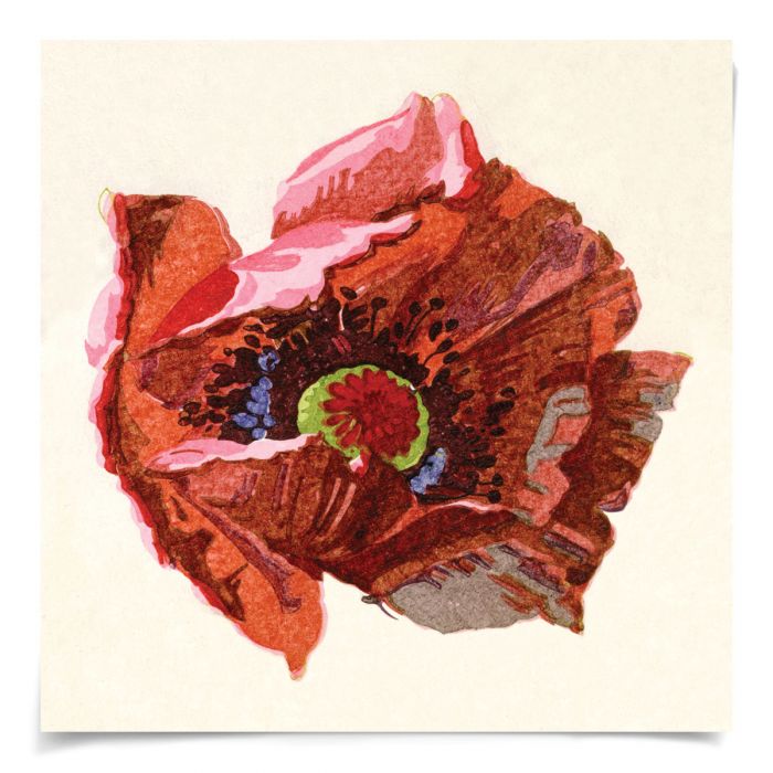 Natural Curiosities Pignier Flowerhead Art