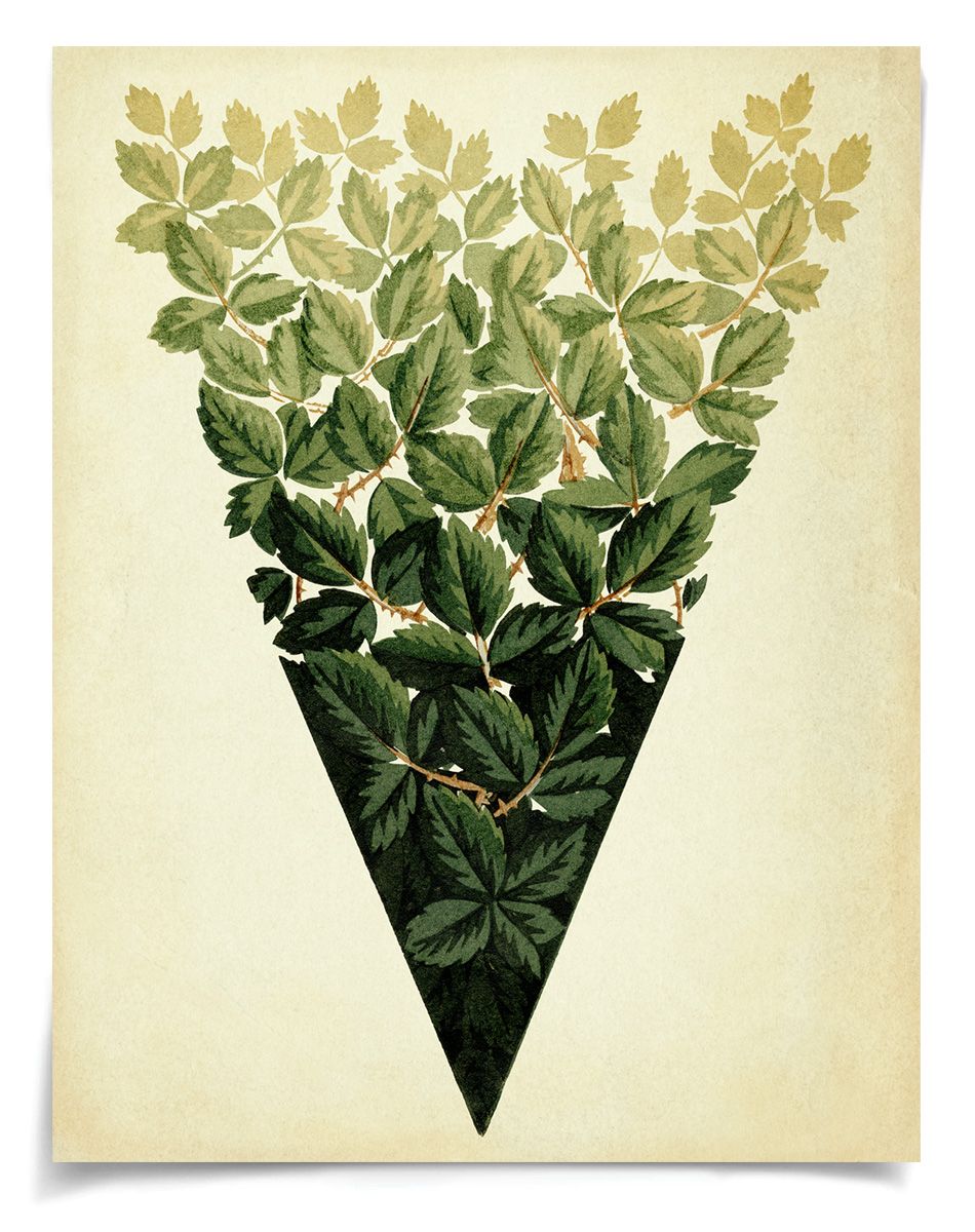 Natural Curiosities Pignier Lyon Art