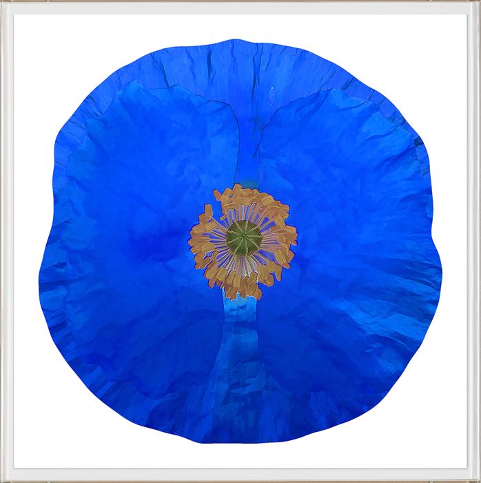 Natural Curiosities Poppy Fields Art