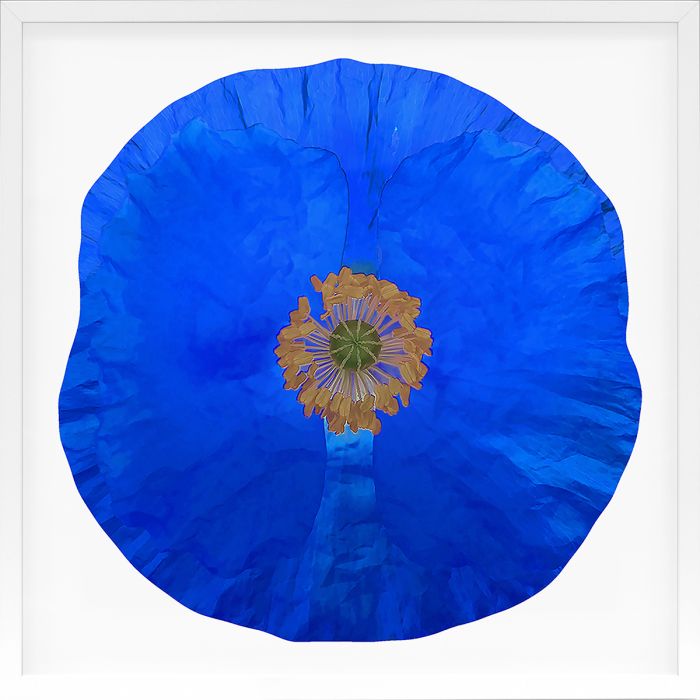 Natural Curiosities Poppy Fields Art