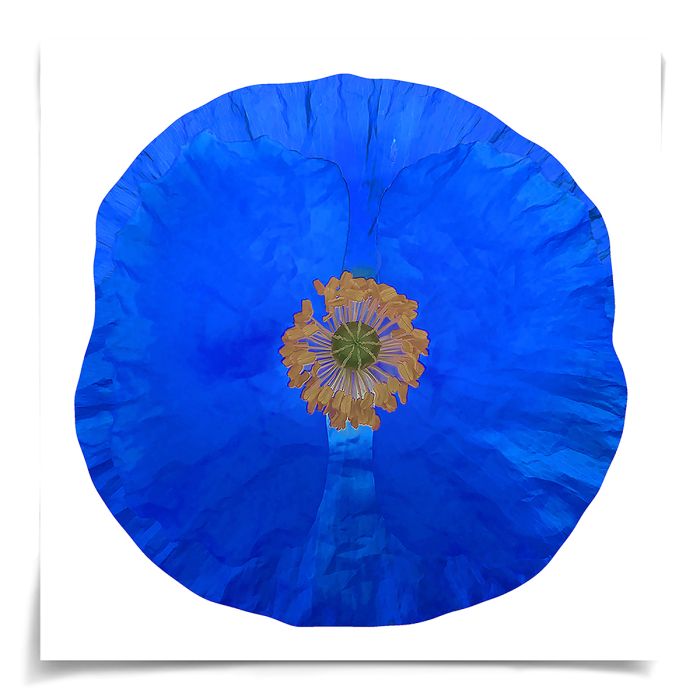 Natural Curiosities Poppy Fields Art