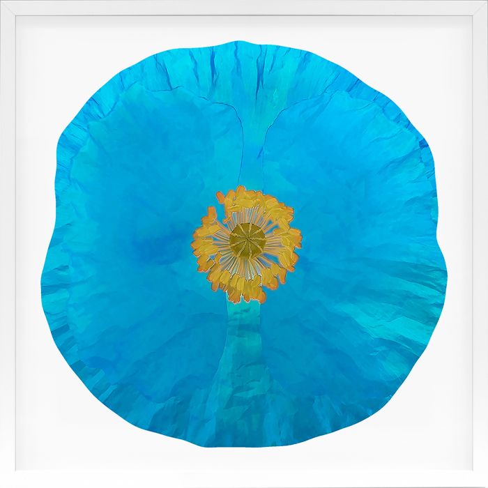 Natural Curiosities Poppy Fields Art