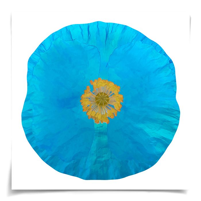 Natural Curiosities Poppy Fields Art