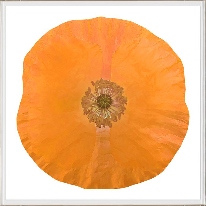 Natural Curiosities Poppy Fields Art