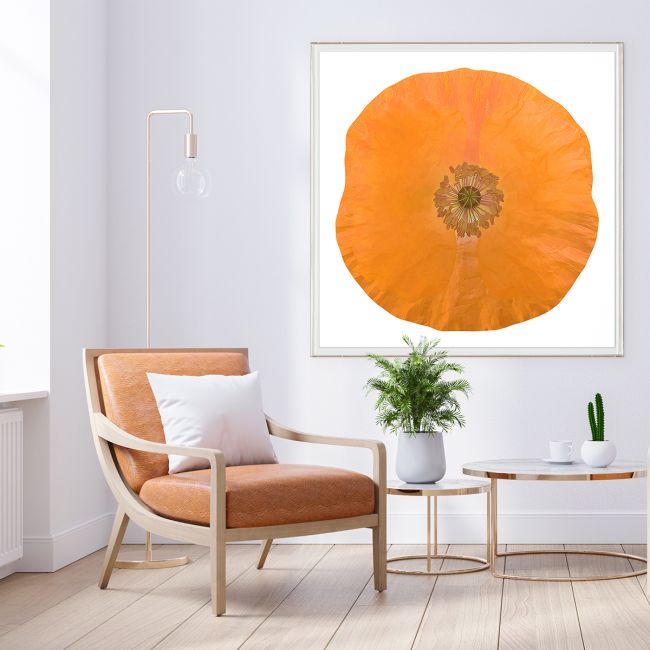 Natural Curiosities Poppy Fields Art