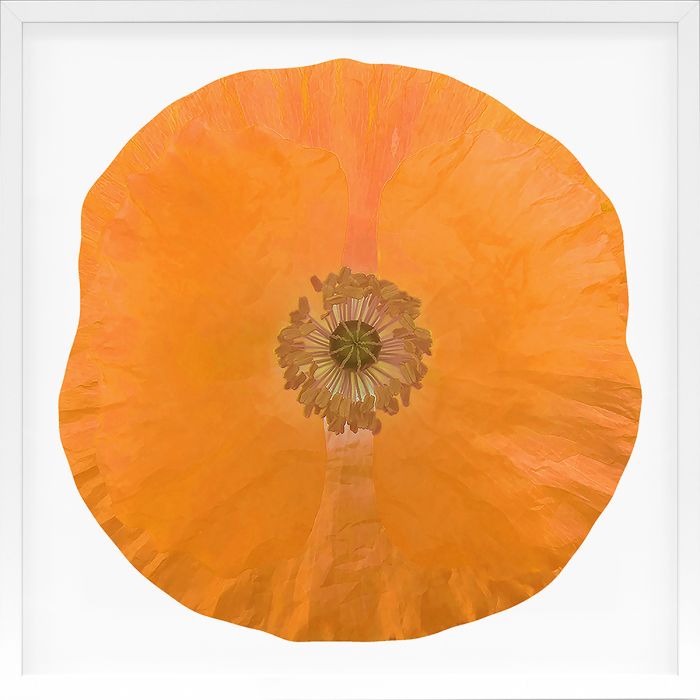 Natural Curiosities Poppy Fields Art