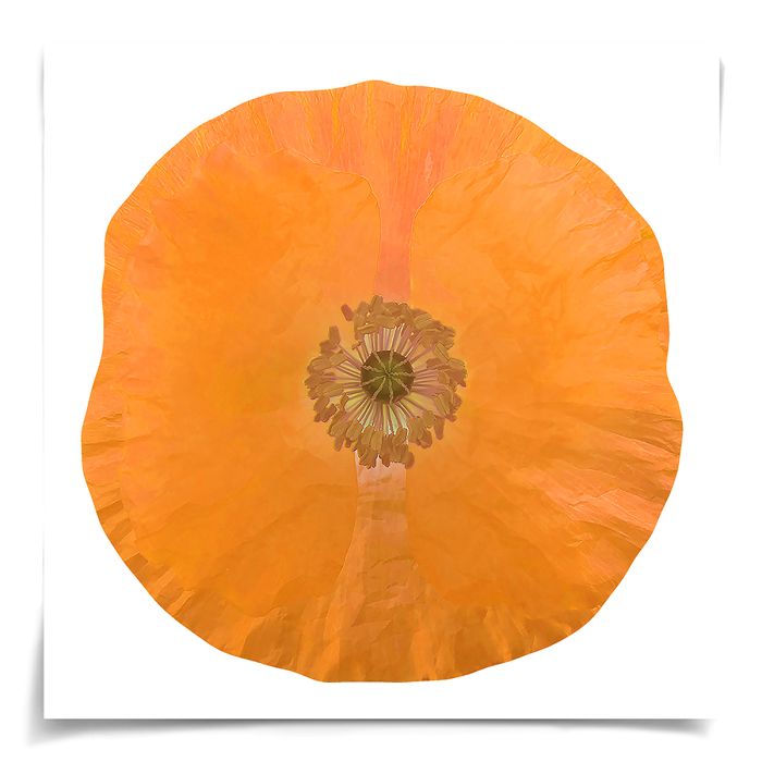 Natural Curiosities Poppy Fields Art