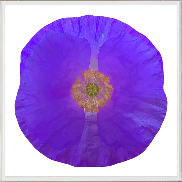 Natural Curiosities Poppy Fields Art