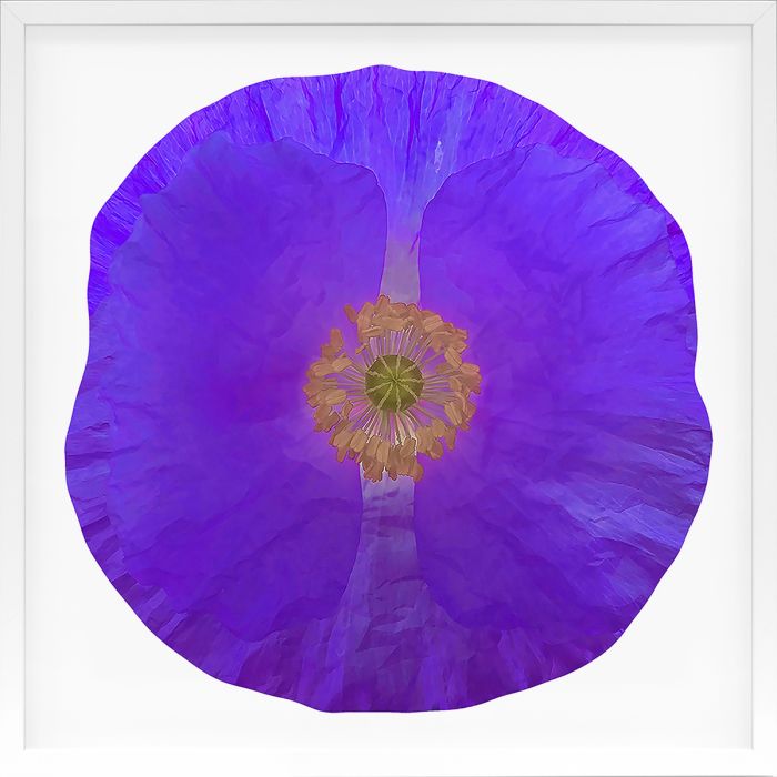 Natural Curiosities Poppy Fields Art