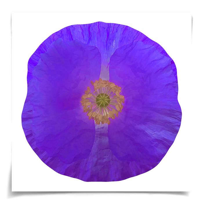 Natural Curiosities Poppy Fields Art