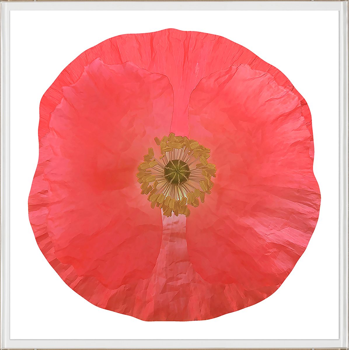 Natural Curiosities Poppy Fields Art