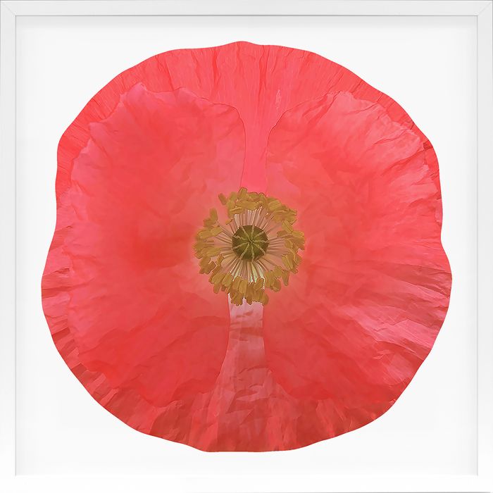 Natural Curiosities Poppy Fields Art