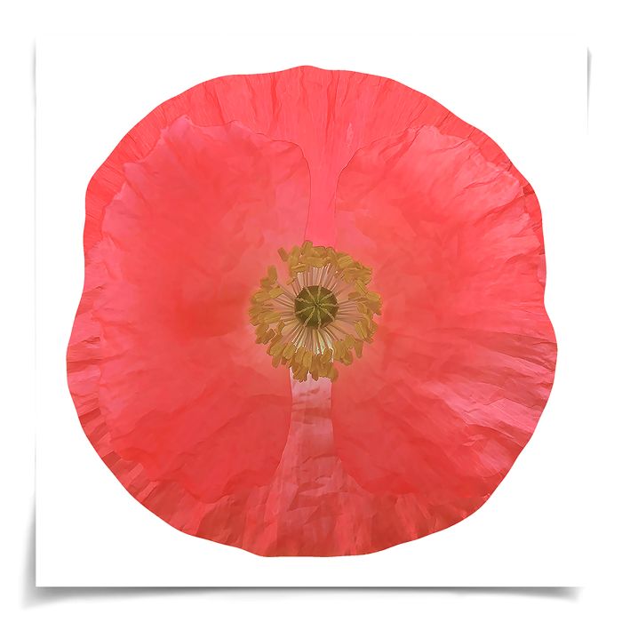 Natural Curiosities Poppy Fields Art