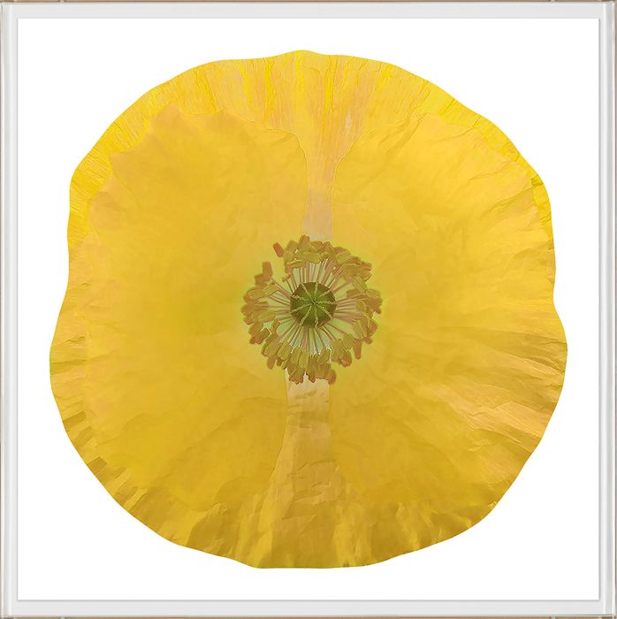 Natural Curiosities Poppy Fields Art