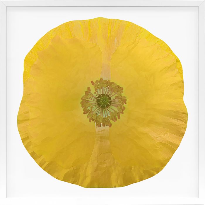 Natural Curiosities Poppy Fields Art