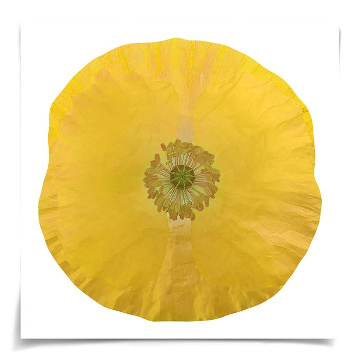 Natural Curiosities Poppy Fields Art