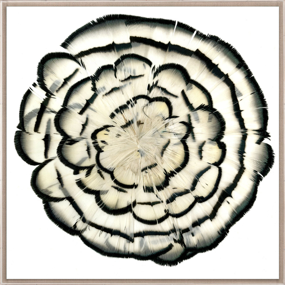 Natural Curiosities Queen Victoria Feathers 2 Art