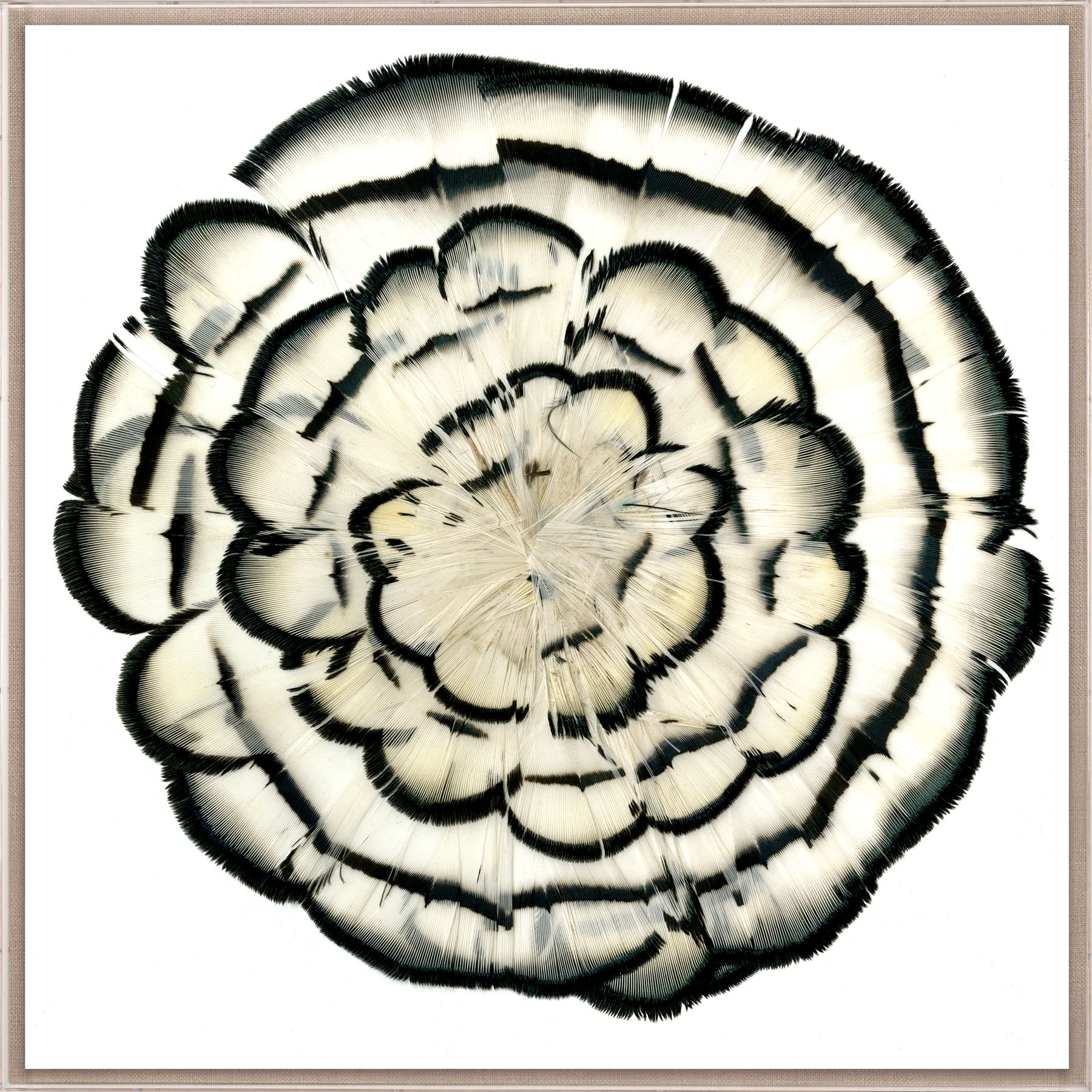 Natural Curiosities Queen Victoria Feathers 2 Art