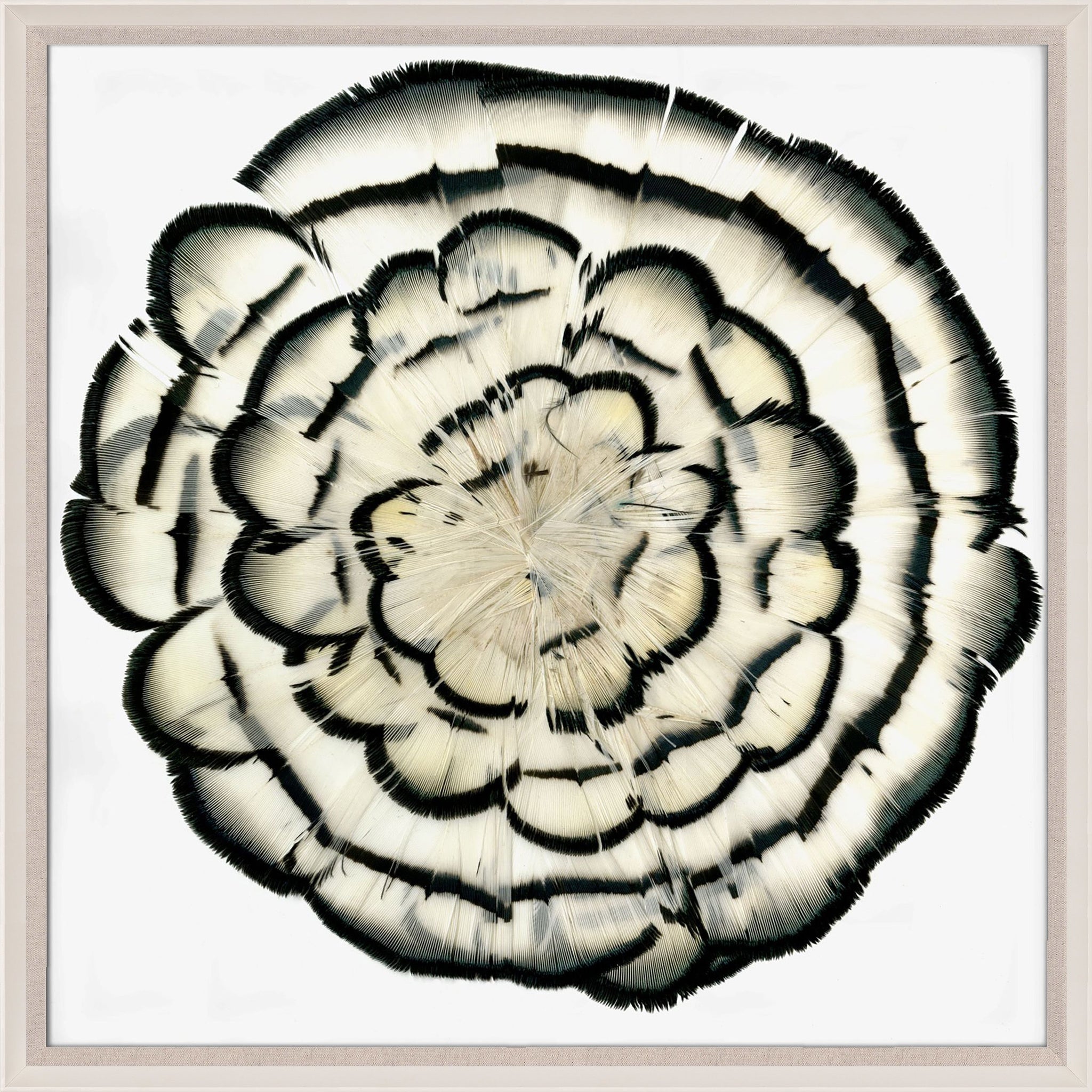 Natural Curiosities Queen Victoria Feathers 2 Art