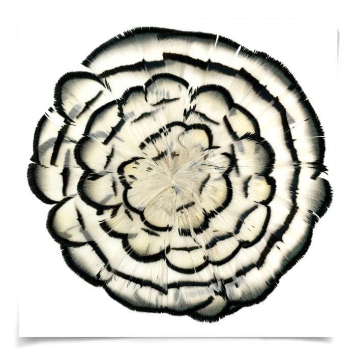 Natural Curiosities Queen Victoria Feathers 2 Art