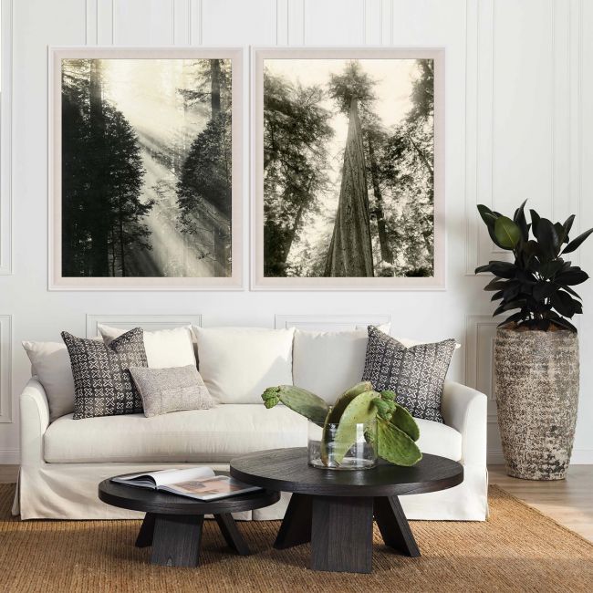 Natural Curiosities Redwood Photograph 1