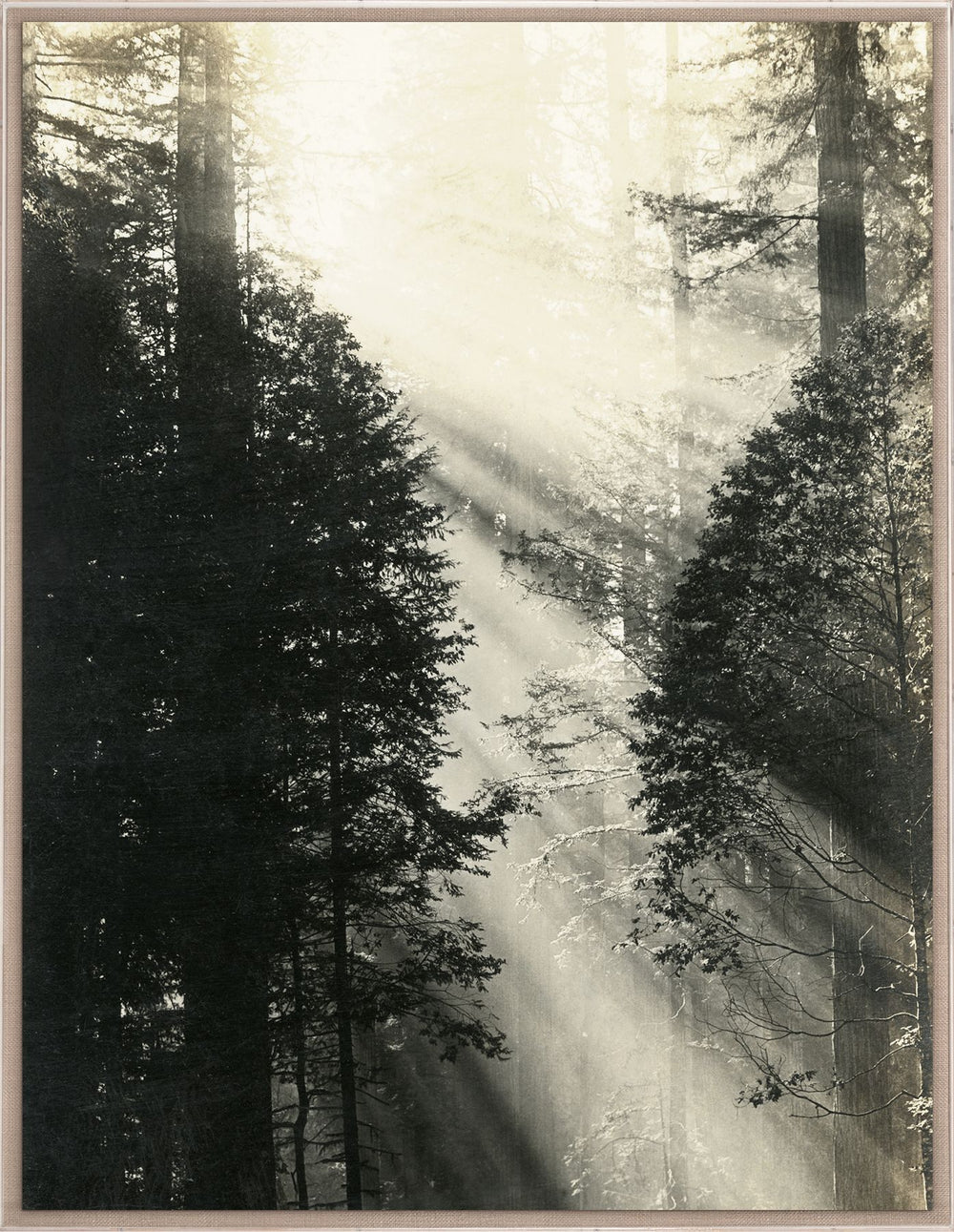 Natural Curiosities Redwood Photograph 1