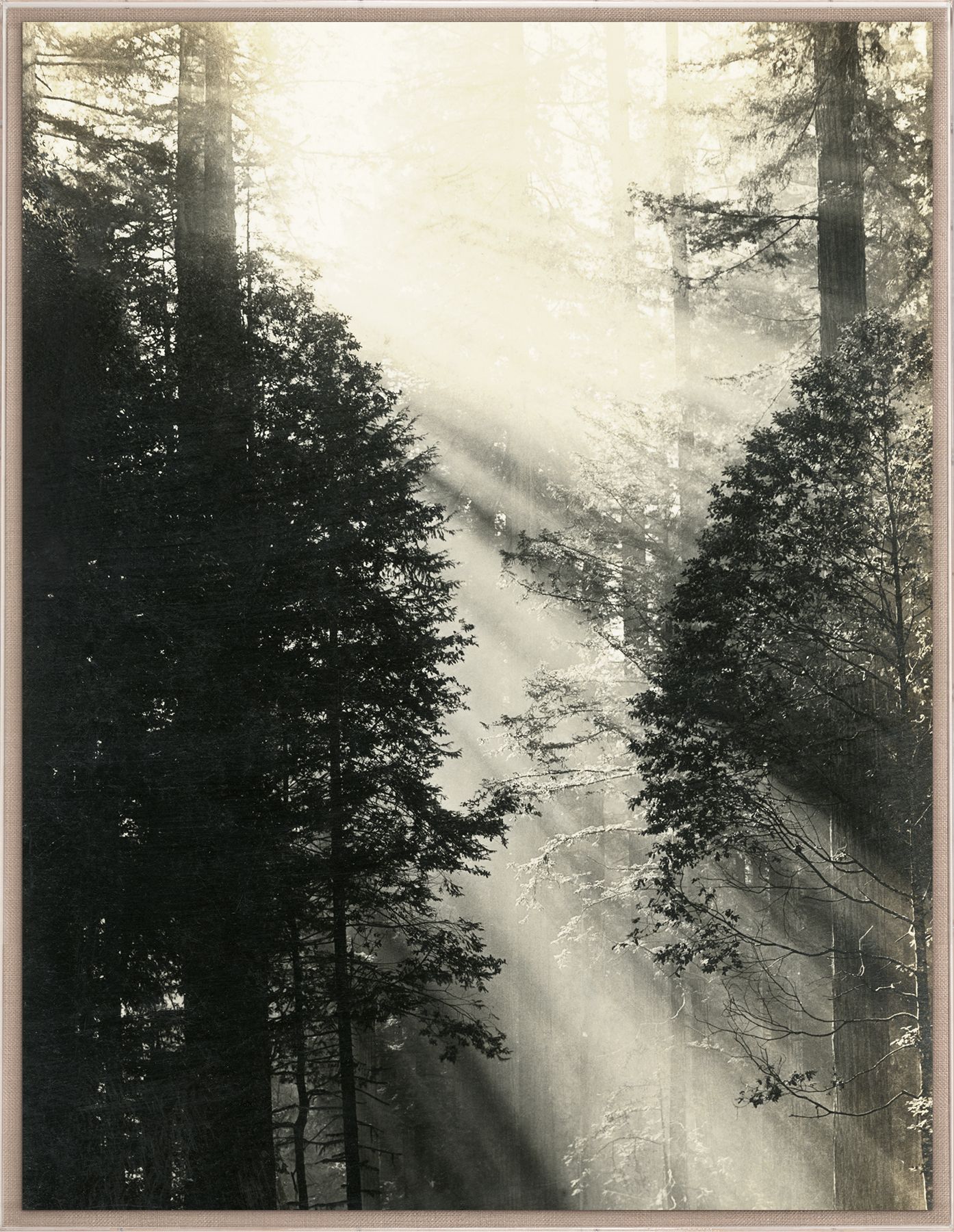 Natural Curiosities Redwood Photograph 1